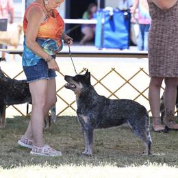 Jade - Australian Cattle Dog