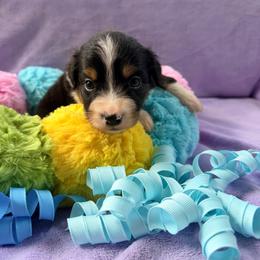 Black tri male - Black tri male Miniature American Shepherd puppy in Connecticut from Novus Kennels