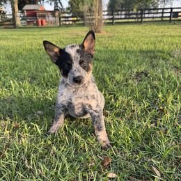 Australian Cattle Dog puppies from Mayhem Ranch