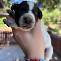 Oregano - blue collar - Black roan male German Shorthaired Pointer puppy in Mokelumne Hill, California from Underhill GSP