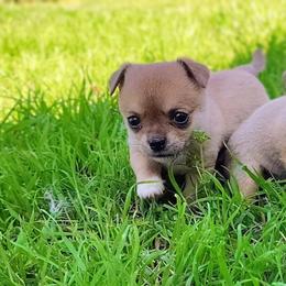 Lil One - Fawn and white male Chihuahua puppy in Weatherford, Texas from Small and Mighty Chihuahuas