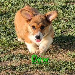 Dew - Red male Pembroke Welsh Corgi puppy in Kiowa, Colorado from Cool Water Corgis LLC