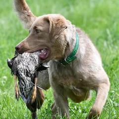 Chesapeake Bay Retrievers from Bear Kreek Chesapeakes