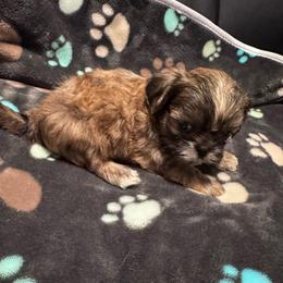Cousin Itt - Red and tan male Shih Tzu puppy in Tampa, Florida from Shih Tzus of Kingshyre