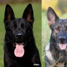 German Shepherd puppies from Zwinger Vom Rabenauge
