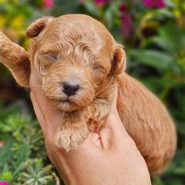 Hank - Apricot male Poodle puppy in Salem, Missouri from Meadowbrook Poodles
