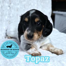 TOPAZ - Piebald male Dachshund puppy in Columbia, Louisiana from Diamond 5R Ranch AKC & CKC Miniature Dachshunds
