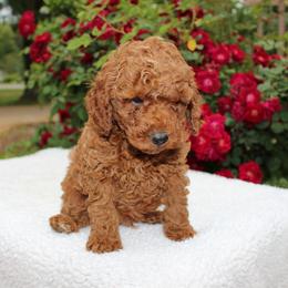 Jasper- AKC Mini Poodle in NC - Apricot male Poodle puppy in Stokesdale, North Carolina from His and Hers Poodles and Doodles