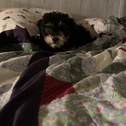 Bernedoodle Puppies from Mini Bernedoodle Babies- Indiana