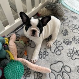 French Bulldog Puppies from Melanie Nicely