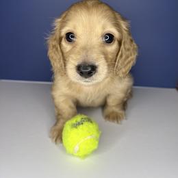 Dachshund Puppies from Signatures Mini Dachshunds