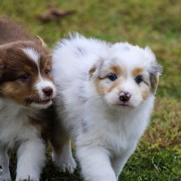 Australian Shepherd Puppies from SnowRidge Australian Shepherds