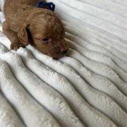 AKC Blue Collar - Red  male Poodle puppy in Powder Springs, Georgia from West Cobb Dogs