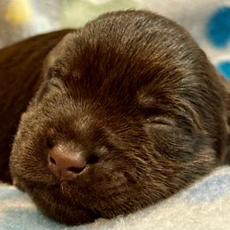 Miniature Schnauzer Puppies from The schnauzer Shack