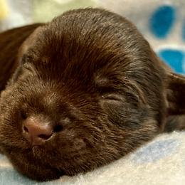Miniature Schnauzer Puppies from The schnauzer Shack