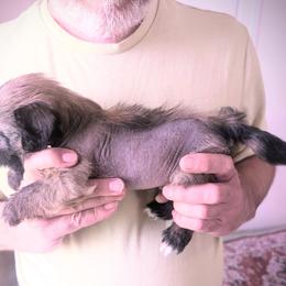 DaoDog  Negroni  Newest Taste - Black and tan male Chinese Crested puppy in Highland Park, Michigan from Family Kennel Dao Dog