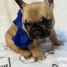 Nick - Fawn male French Bulldog puppy in Kalispell, Montana from Grace & Grit Frenchies