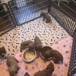 Male 5 - Red  male Poodle puppy in Canterbury, Connecticut from Diamonds in the Sky