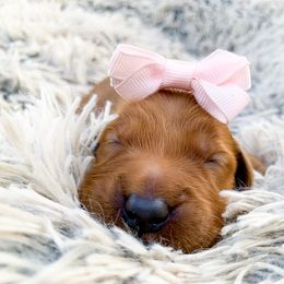 Golden Retriever Puppies from Salty Goldens