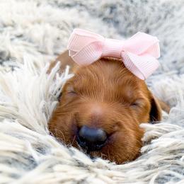 Golden Retriever Puppies from Salty Goldens
