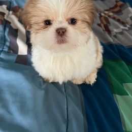 Pup 2 - Red and white Shih Tzu puppy in Stroudsburg, Pennsylvania from Puppyville Pa Shih Tzu & frenchies