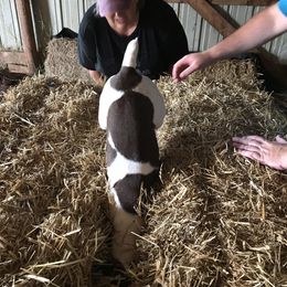 Rat Terrier All Grown Up from Icon rat terriers