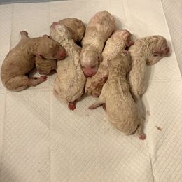 Goldendoodle puppies from Southeast Texas Goldendoodles