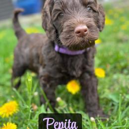 Pepita - Chocolate female Australian Labradoodle puppy in Richmond, Kentucky from Happy Time Doodles