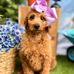 Wimberly's Lilac Girl - Apricot female Goldendoodle puppy in Kountze, Texas from Texas Doodles LLC