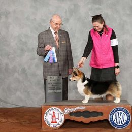 Phinn - Pembroke Welsh Corgi