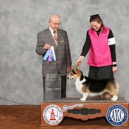 Phinn - Pembroke Welsh Corgi
