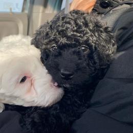 Spruce - Black male Goldendoodle puppy in Eaton, Ohio from Dezi’s Sonshine Doodles