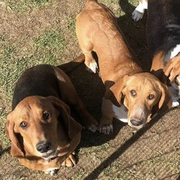 Basset Hounds from Howling Hounds of Bowersville