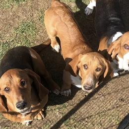 Basset Hounds from Howling Hounds of Bowersville