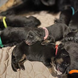 German Shepherd puppies from Seelenfeuer German Shepherd Dogs