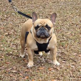 Princess Peach - Fawn female French Bulldog puppy in Polk City, Florida from Best Friend Frenchies, LLC