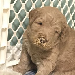Goldendoodle, Schnoodle, and Sheepadoodle Puppies from Dood Ranch