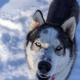 Siberian Huskies from AKC-ley Huskies