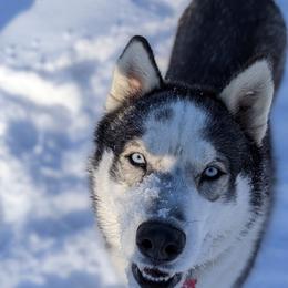 Siberian Huskies from AKC-ley Huskies