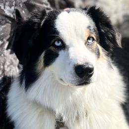 Australian Shepherds from Cottage Farm Aussies