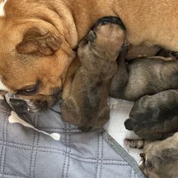 George - Fawn male French Bulldog puppy in Warm Springs, Arkansas from Seven Hills Arkansas