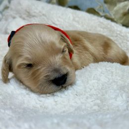 Peace - Light golden male Golden Retriever puppy in Doniphan, Missouri from Stockford’s Golden Retrievers