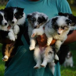 Pomsky, Shetland Sheepdog, and Toy Shetland Sheepdog Puppies from Mountain High Kennels