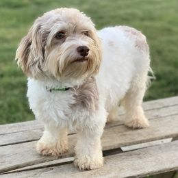 French Bulldogs and Havanese from Havaneses de Santillan