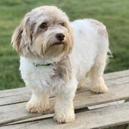 French Bulldogs and Havanese from Havaneses de Santillan