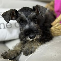 Miniature Schnauzers from AGG Schnauzers of Texas