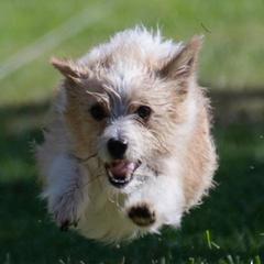 Parson Russell Terriers and Portuguese Podengo Pequenos from Wild Fire