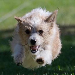 Parson Russell Terriers and Portuguese Podengo Pequenos from Wild Fire