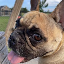 Bella - French Bulldog