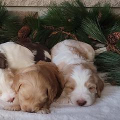 Australian Cobberdog Puppies from Heartland Hills Australian Cobberdogs